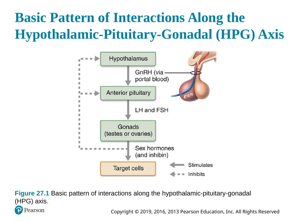 Human Anatomy and Physiology Eleventh Edition - slide 12 of 108
