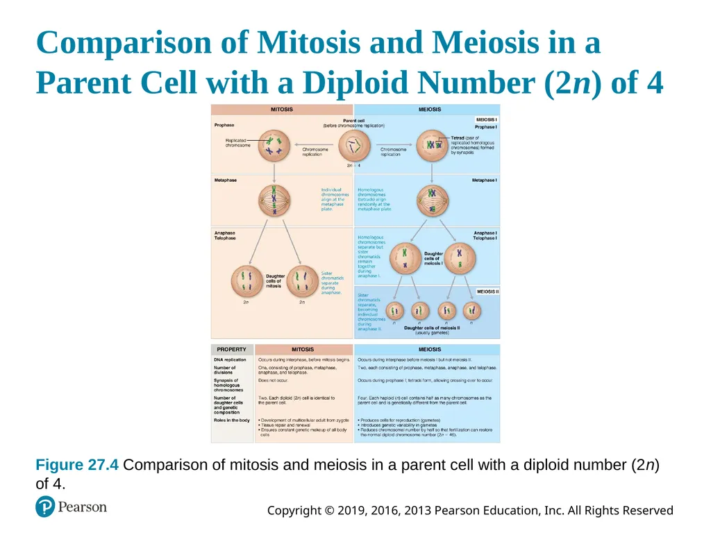 Human Anatomy and Physiology Eleventh Edition - slide 29 of 108