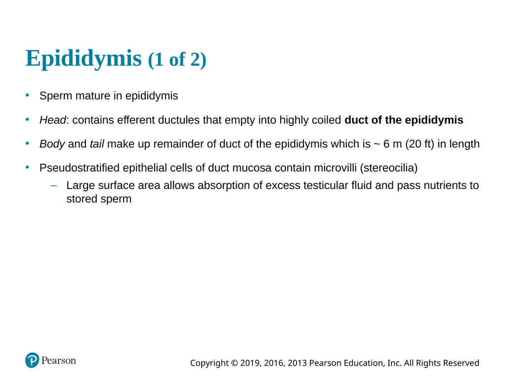 Human Anatomy and Physiology Eleventh Edition - slide 51 of 108