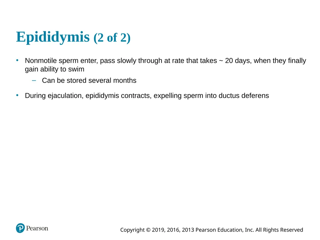 Human Anatomy and Physiology Eleventh Edition - slide 52 of 108