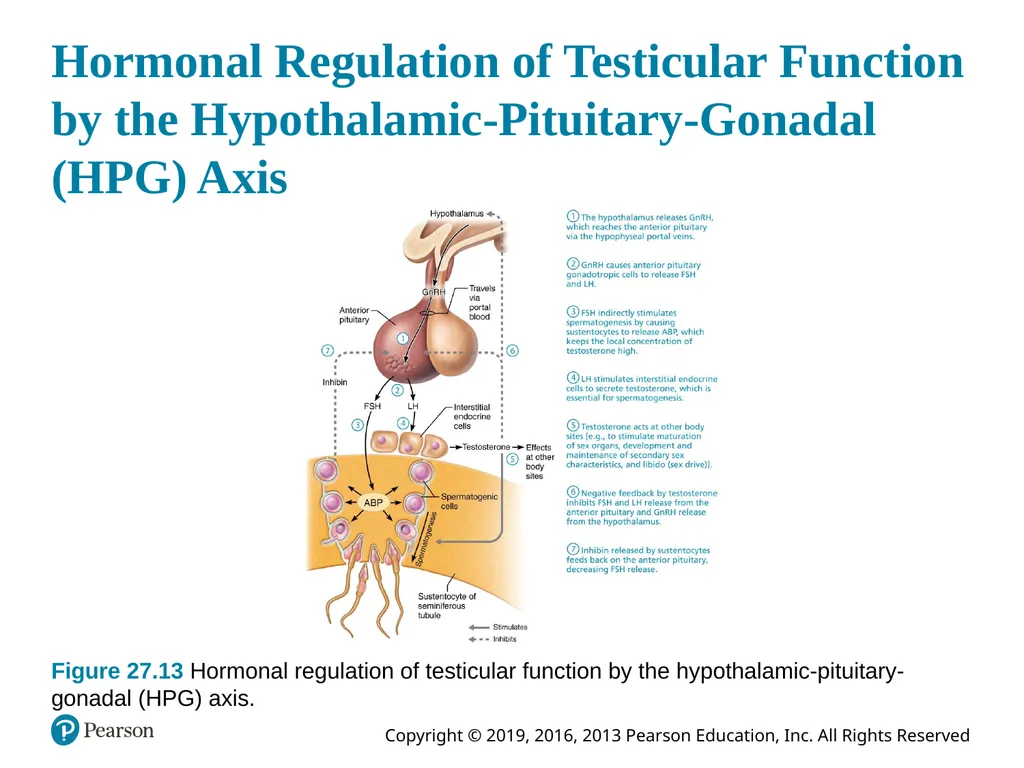 Human Anatomy and Physiology Eleventh Edition - slide 100 of 108