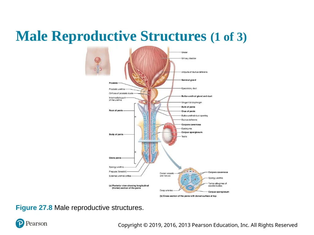 Human Anatomy and Physiology Eleventh Edition - slide 56 of 108