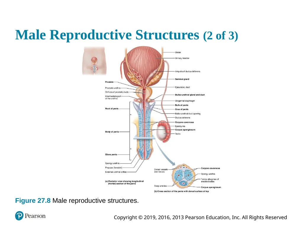 Human Anatomy and Physiology Eleventh Edition - slide 60 of 108