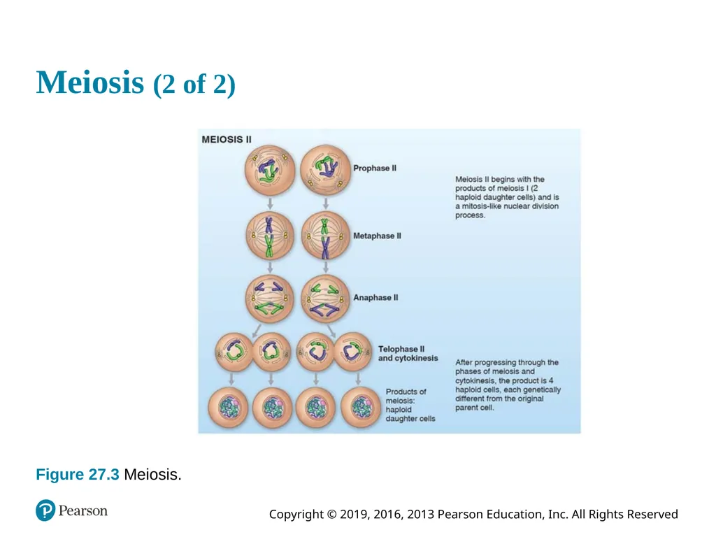 Human Anatomy and Physiology Eleventh Edition - slide 27 of 108