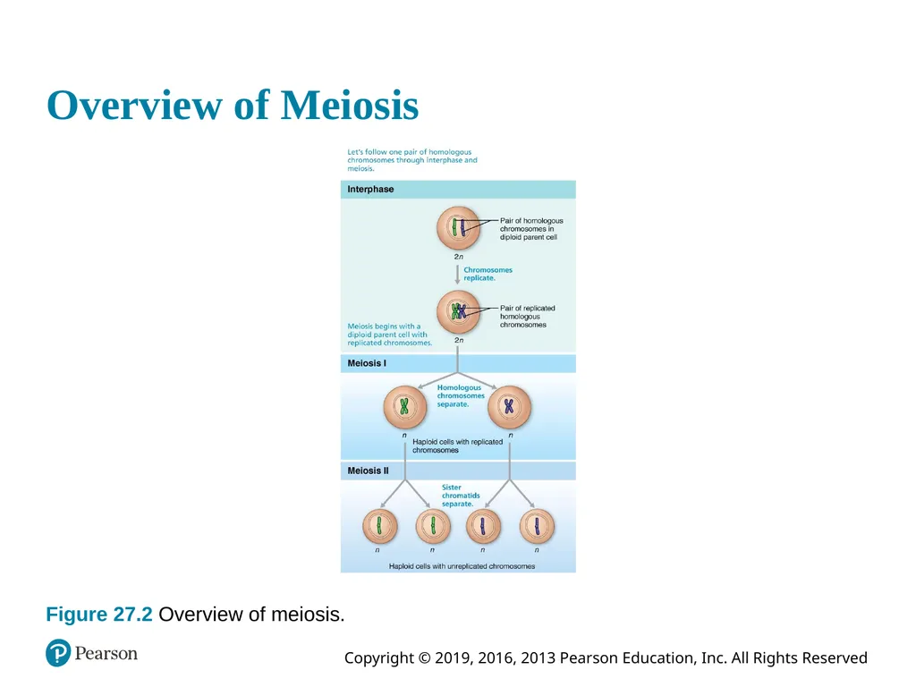 Human Anatomy and Physiology Eleventh Edition - slide 21 of 108