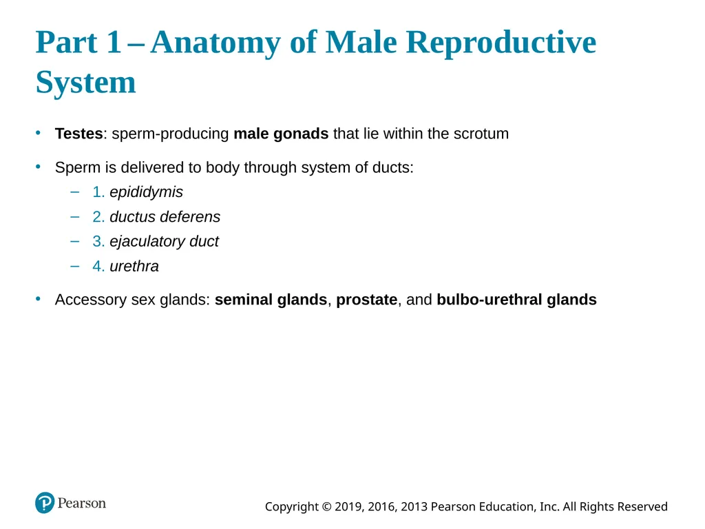 Human Anatomy and Physiology Eleventh Edition - slide 37 of 108