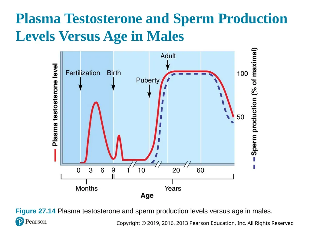 Human Anatomy and Physiology Eleventh Edition - slide 104 of 108