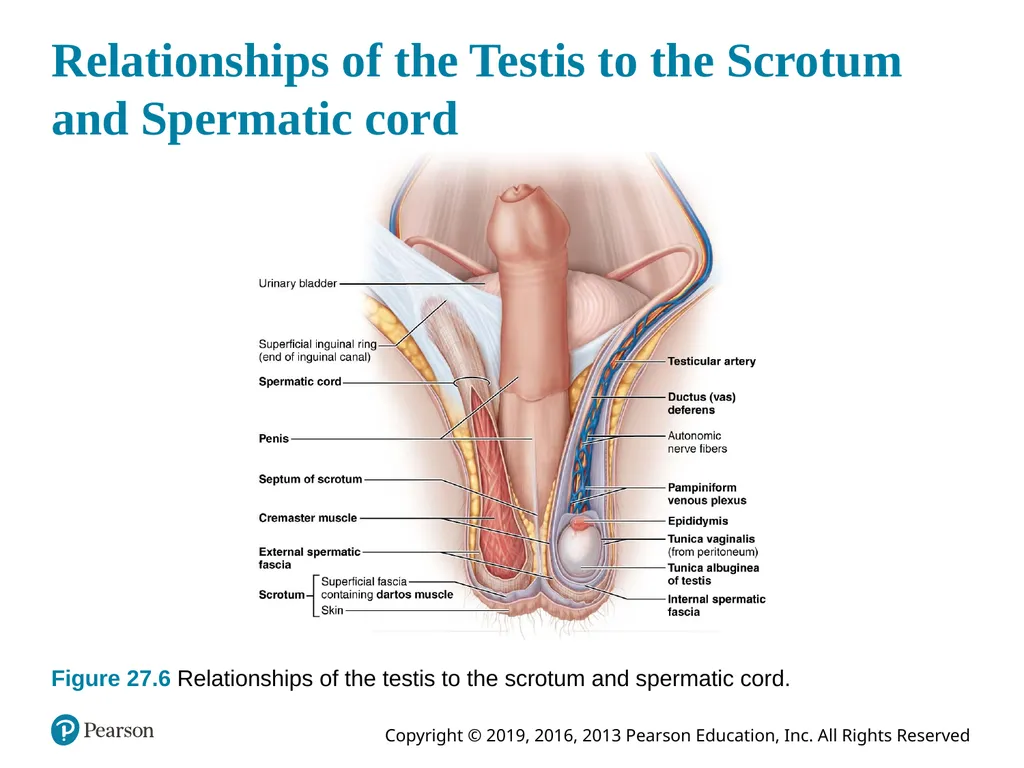 Human Anatomy and Physiology Eleventh Edition - slide 43 of 108