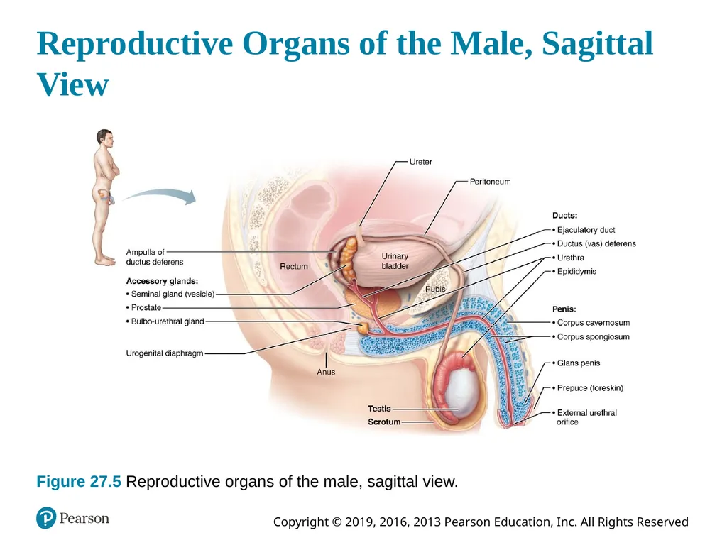 Human Anatomy and Physiology Eleventh Edition - slide 39 of 108