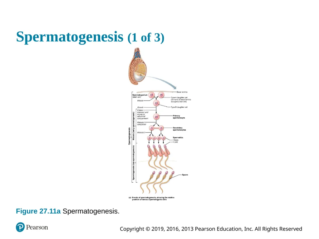 Human Anatomy and Physiology Eleventh Edition - slide 86 of 108