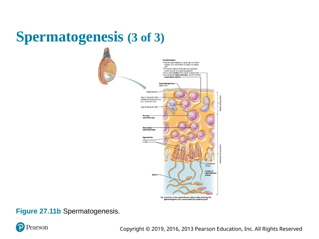 Human Anatomy and Physiology Eleventh Edition - slide 96 of 108