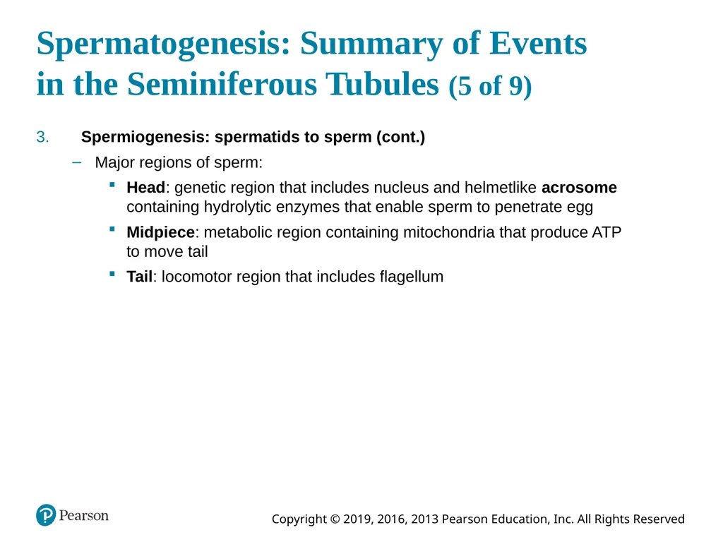 Human Anatomy and Physiology Eleventh Edition - slide 90 of 108