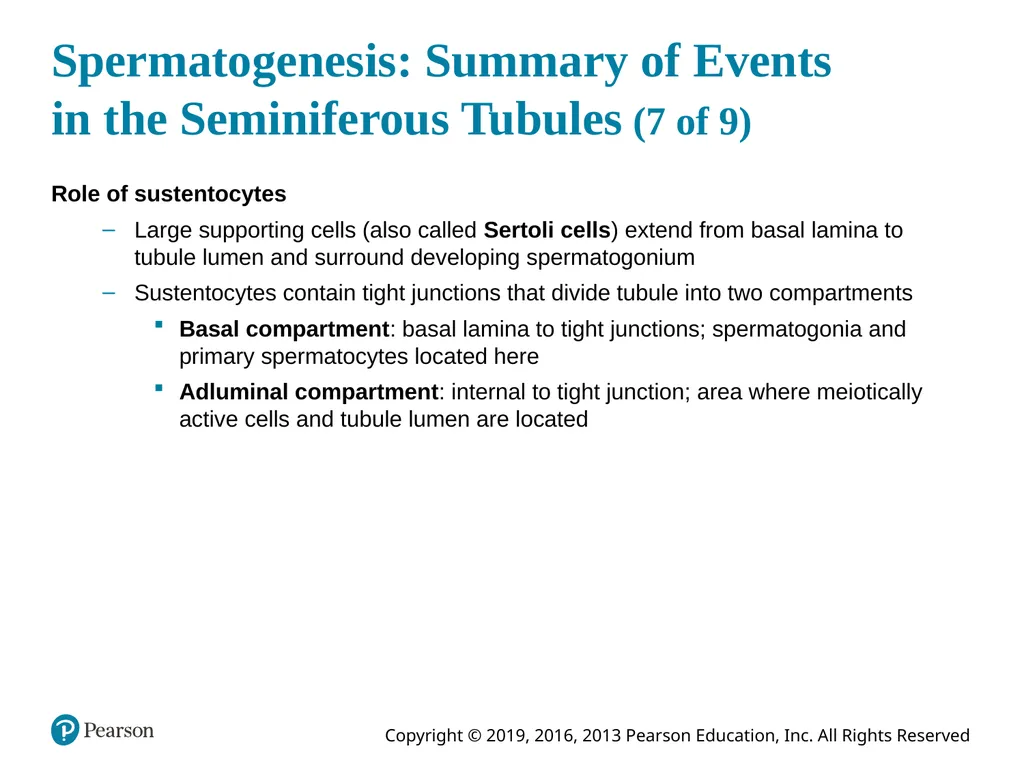 Human Anatomy and Physiology Eleventh Edition - slide 93 of 108