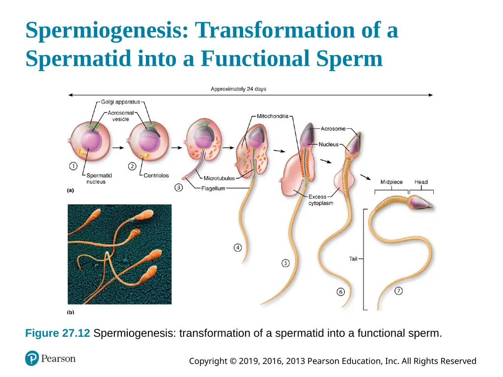 Human Anatomy and Physiology Eleventh Edition - slide 91 of 108