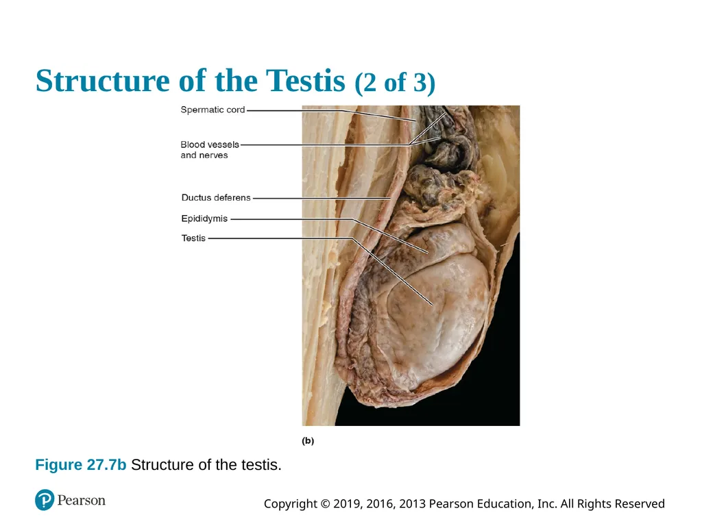 Human Anatomy and Physiology Eleventh Edition - slide 48 of 108