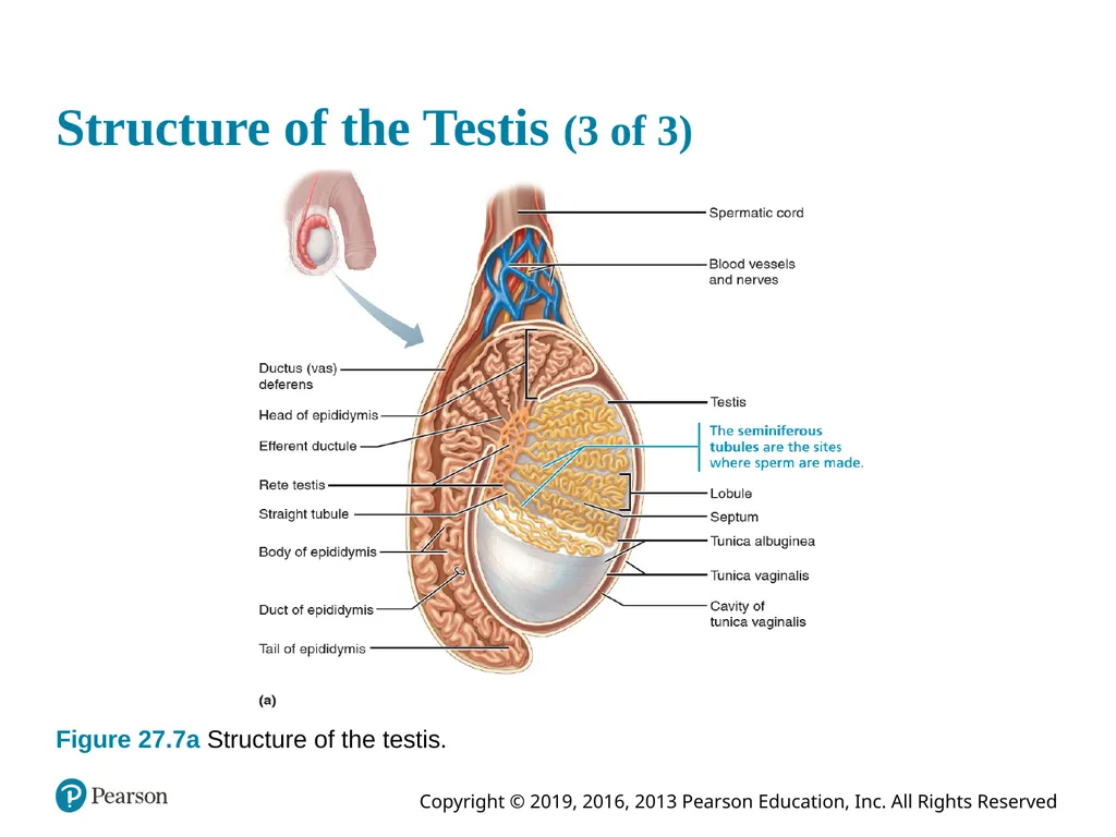 Human Anatomy and Physiology Eleventh Edition - slide 54 of 108