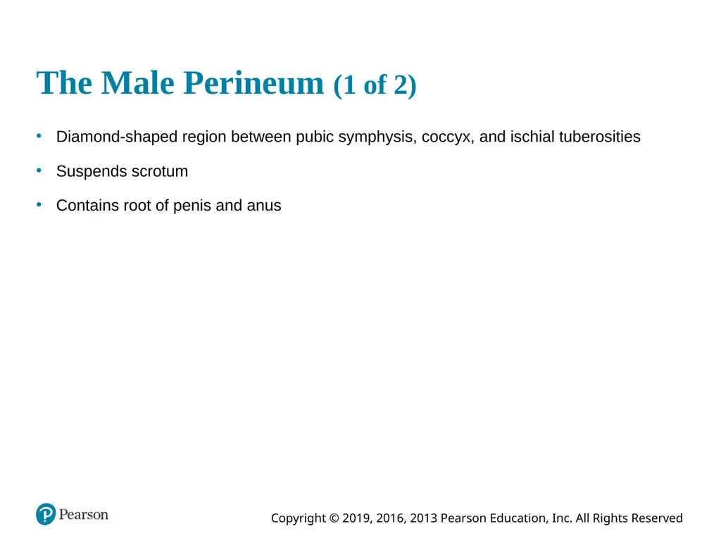 Human Anatomy and Physiology Eleventh Edition - slide 61 of 108