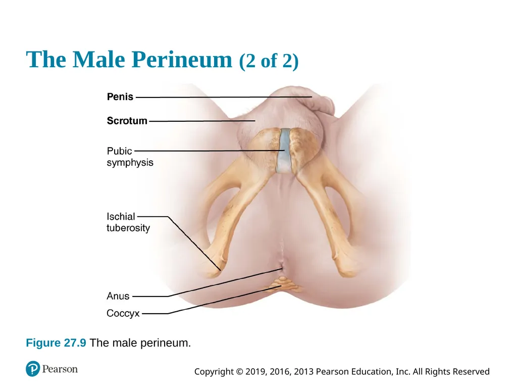 Human Anatomy and Physiology Eleventh Edition - slide 62 of 108