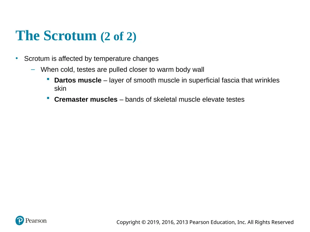 Human Anatomy and Physiology Eleventh Edition - slide 42 of 108