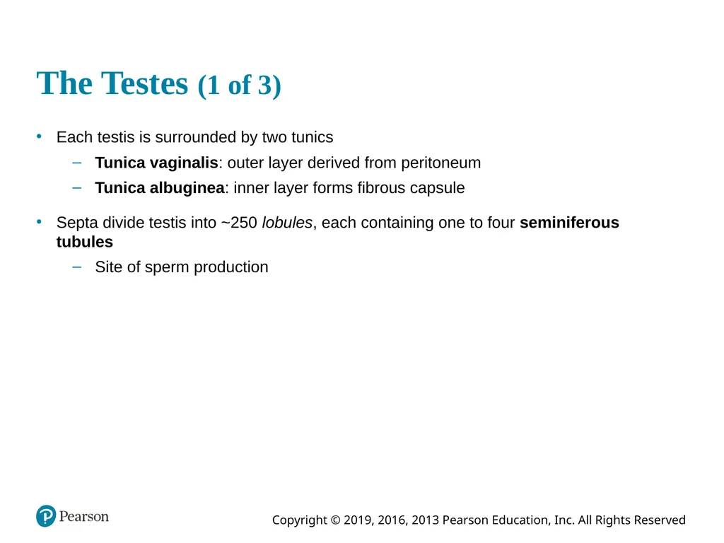 Human Anatomy and Physiology Eleventh Edition - slide 44 of 108