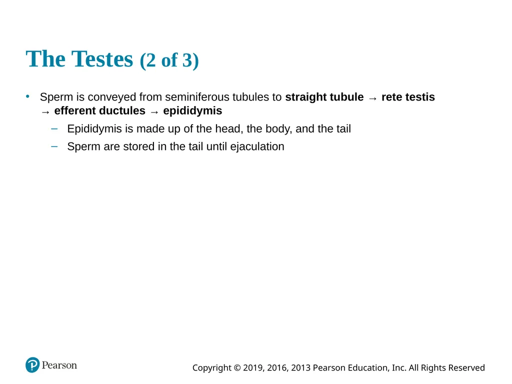 Human Anatomy and Physiology Eleventh Edition - slide 45 of 108