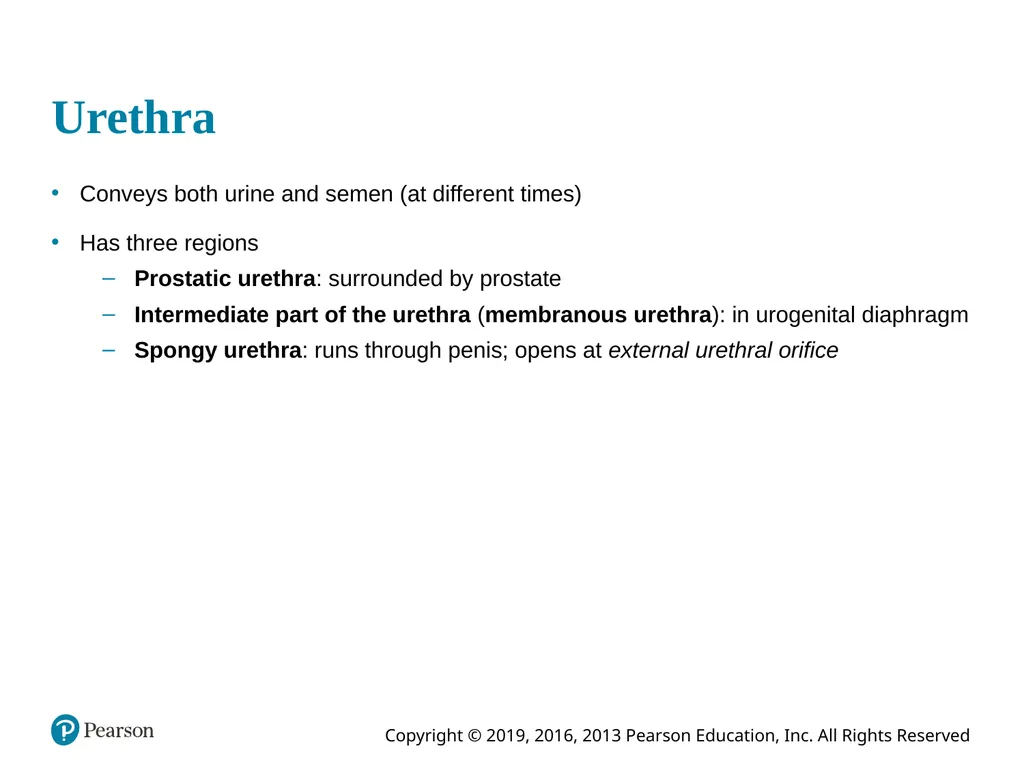Human Anatomy and Physiology Eleventh Edition - slide 55 of 108