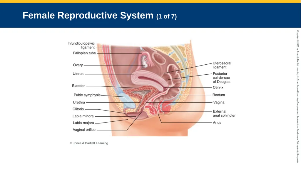 Gynecologic Emergencies CHAPTER 23 Introduction - slide 3 of 80