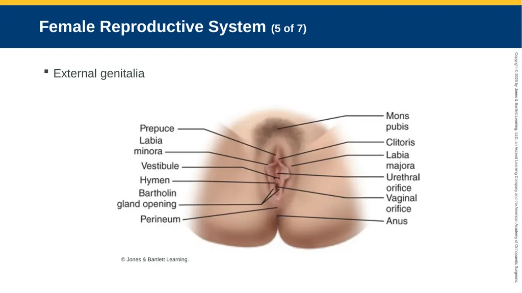 Gynecologic Emergencies CHAPTER 23 Introduction - slide 7 of 80