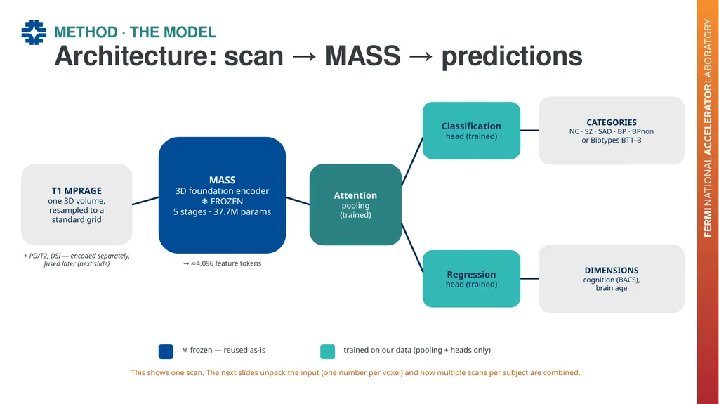 Can a brain-imaging foundation model see - slide 11 of 48