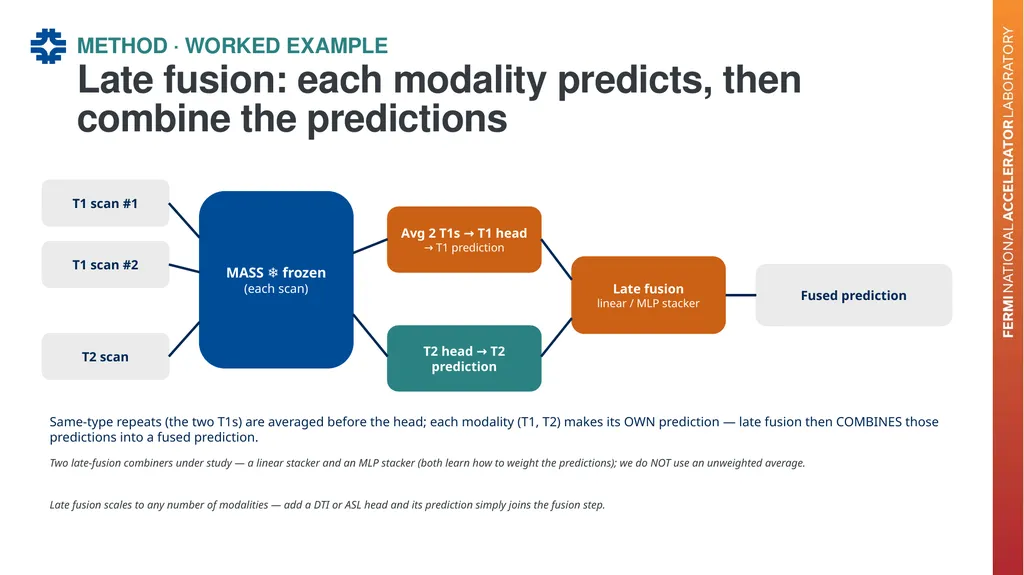 Can a brain-imaging foundation model see - slide 14 of 48