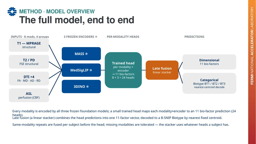Can a brain-imaging foundation model see - slide 15 of 48
