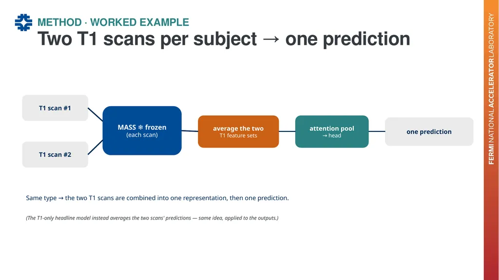 Can a brain-imaging foundation model see - slide 13 of 48