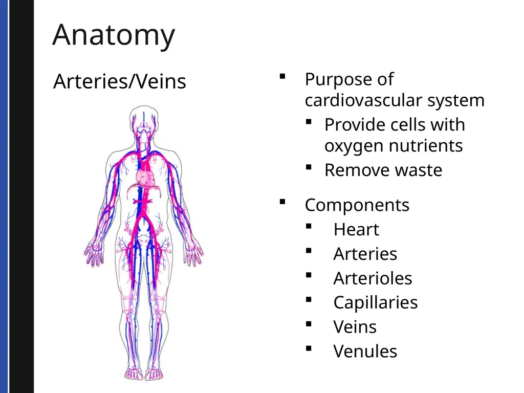 BLS 2015 Cardiovascular Emergencies Cardiovascular - slide 14 of 58