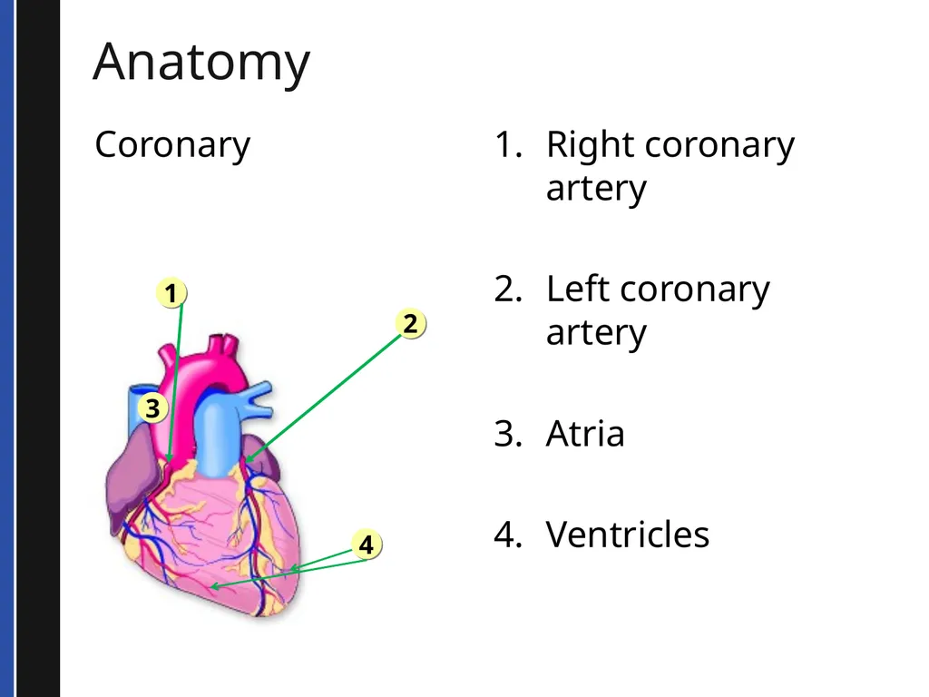 BLS 2015 Cardiovascular Emergencies Cardiovascular - slide 15 of 58