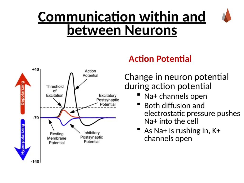 Neurons [Professor Name] [Class and Section - slide 24 of 37