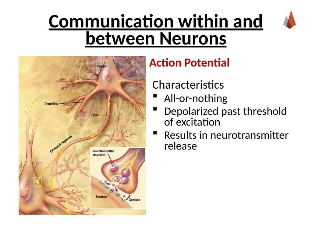 Neurons [Professor Name] [Class and Section - slide 22 of 37