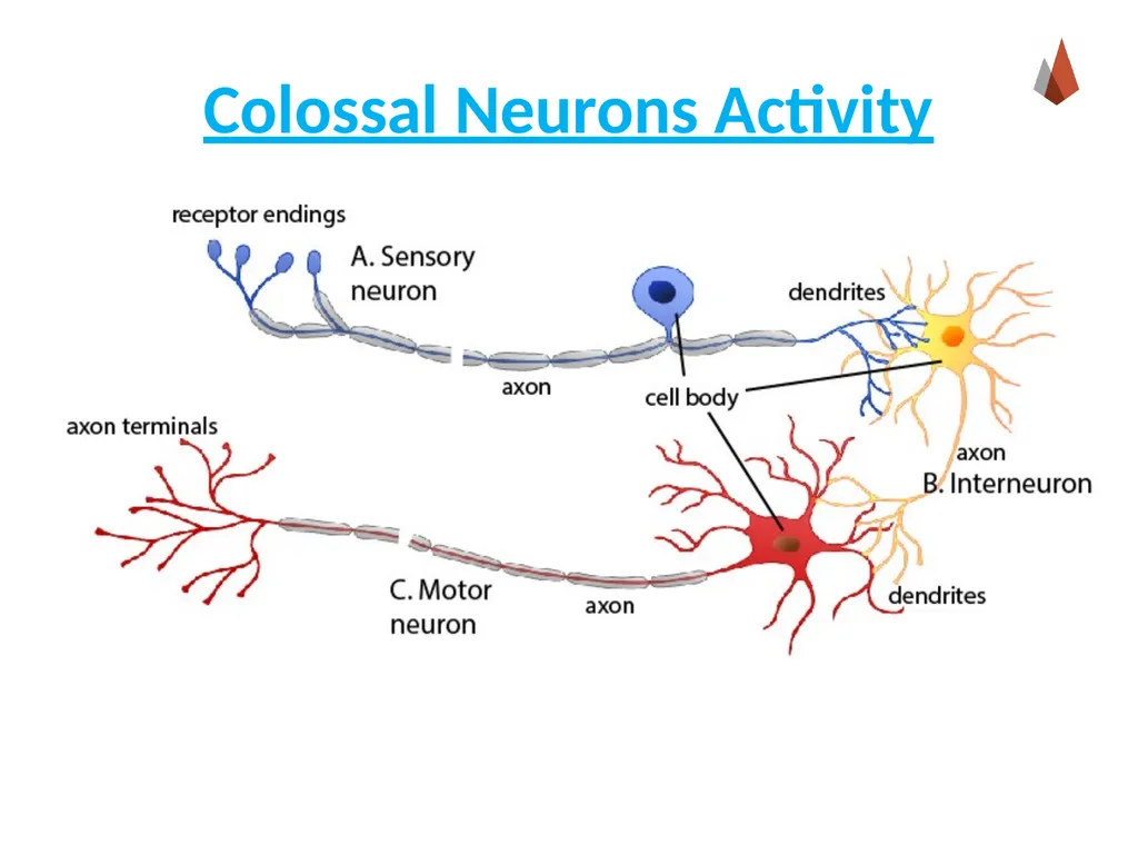 Neurons [Professor Name] [Class and Section - slide 28 of 37