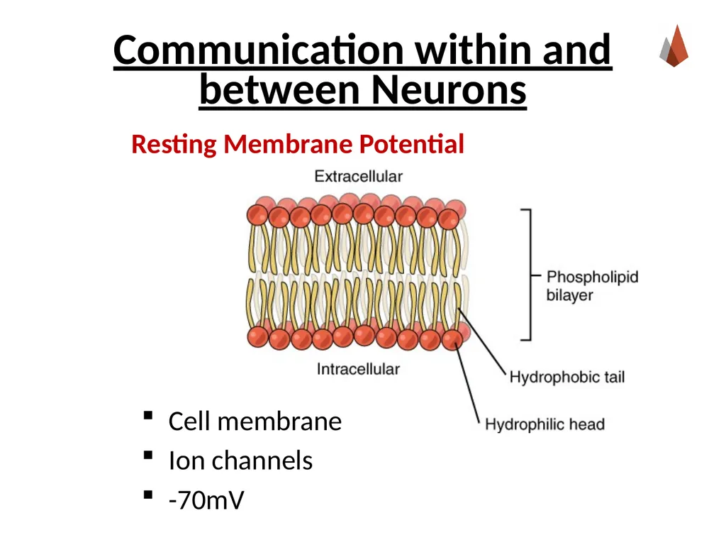 Neurons [Professor Name] [Class and Section - slide 16 of 37