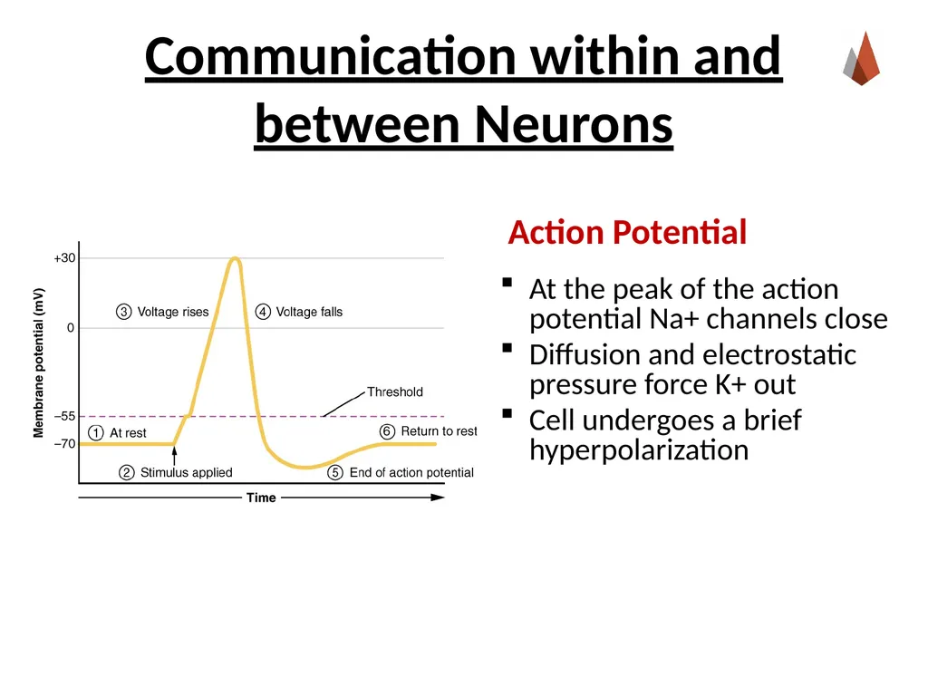 Neurons [Professor Name] [Class and Section - slide 25 of 37