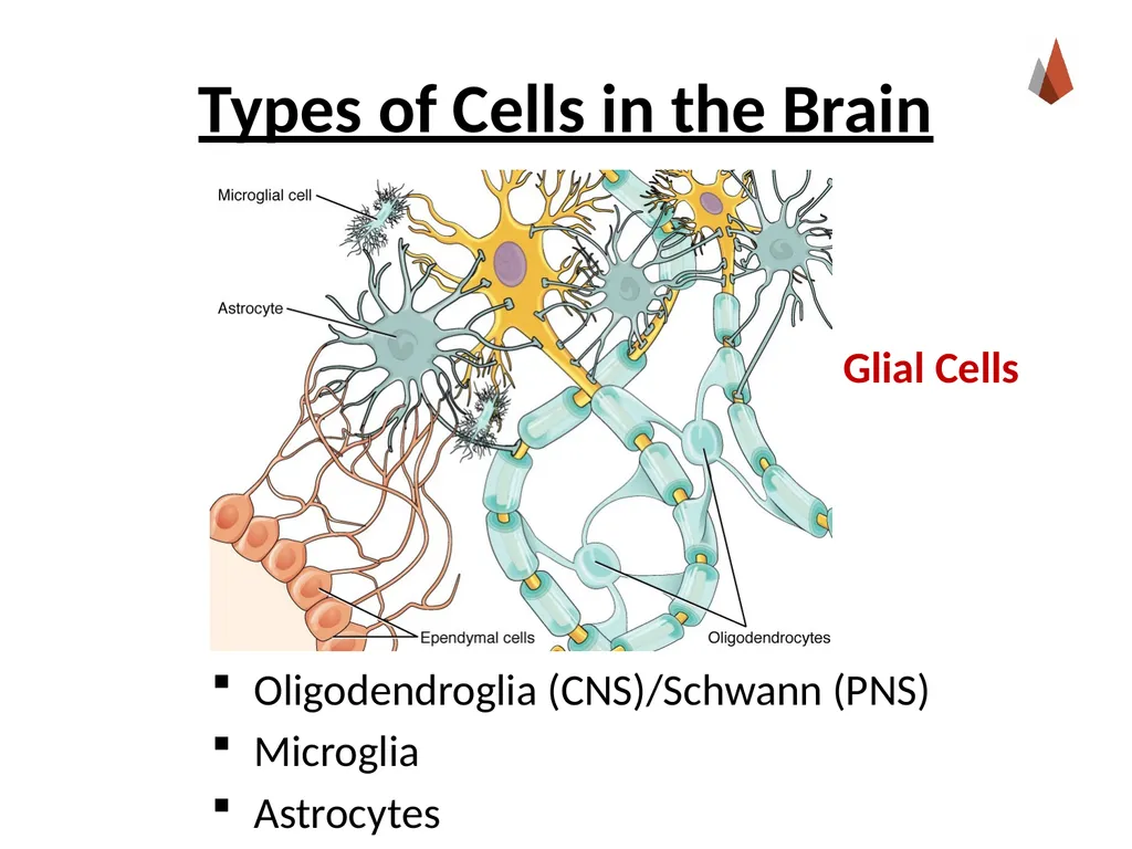 Neurons [Professor Name] [Class and Section - slide 13 of 37