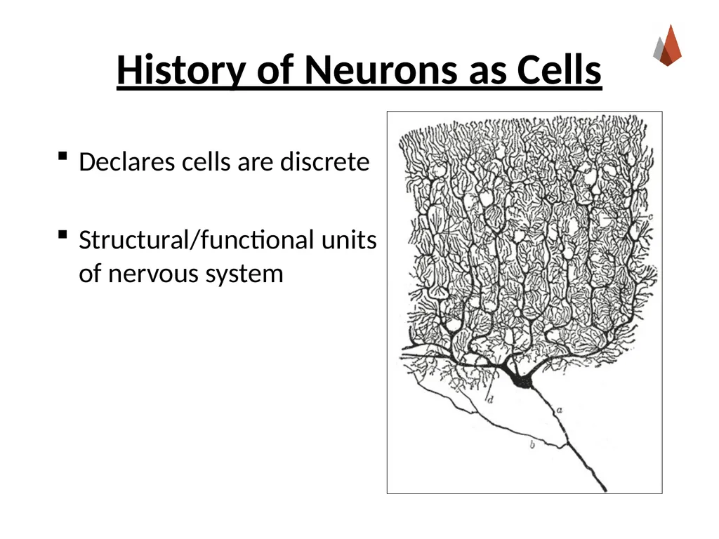 Neurons [Professor Name] [Class and Section - slide 5 of 37