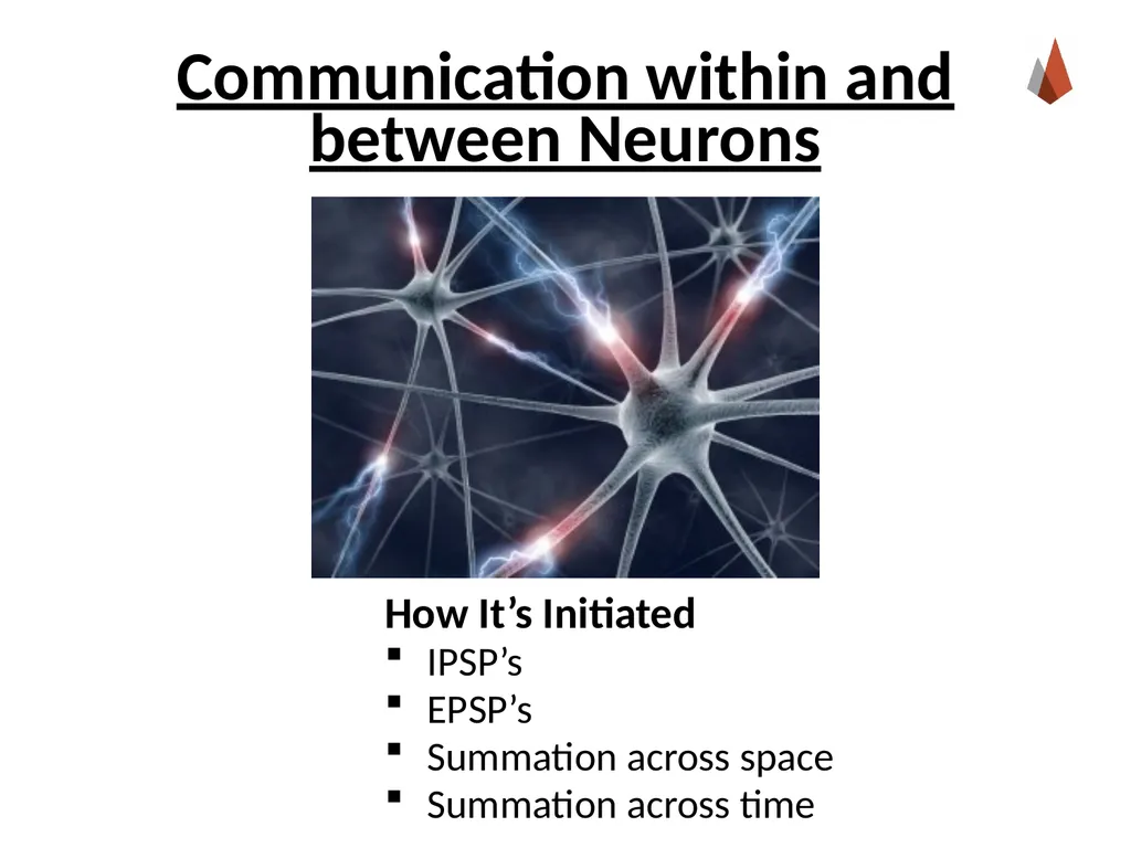 Neurons [Professor Name] [Class and Section - slide 23 of 37