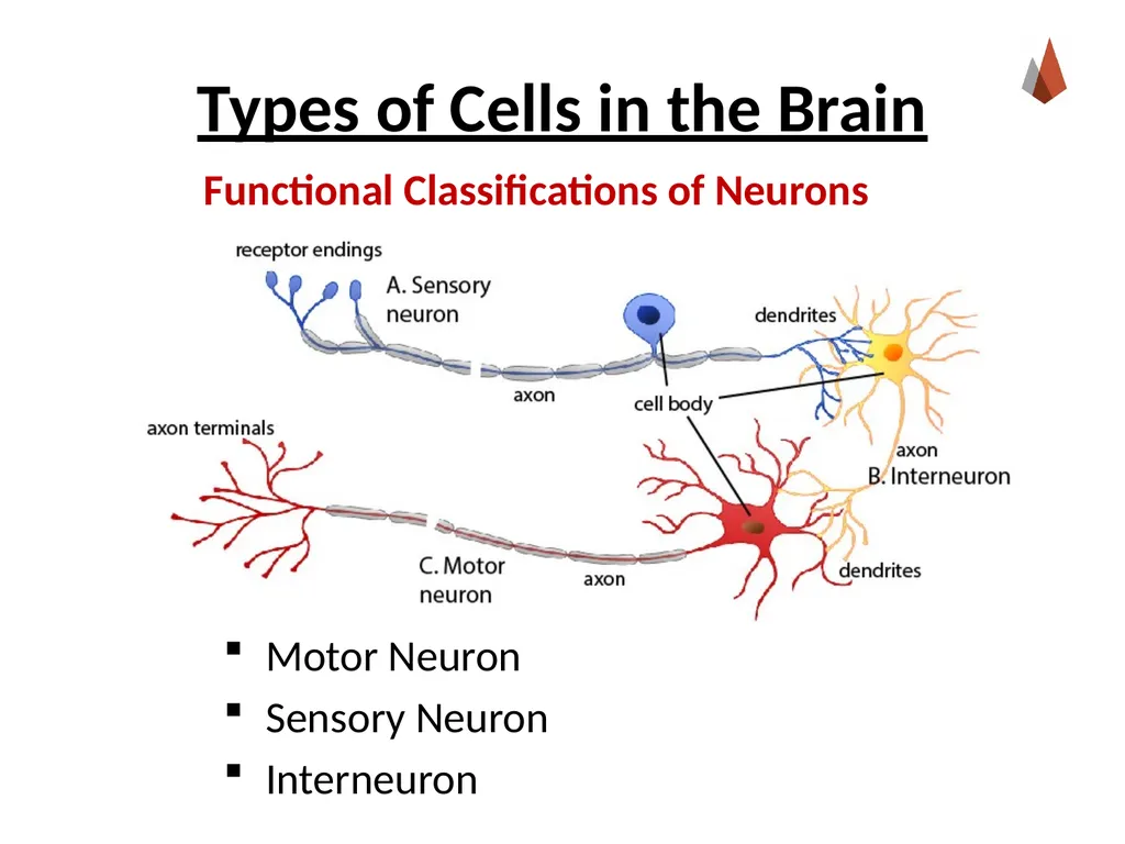 Neurons [Professor Name] [Class and Section - slide 10 of 37
