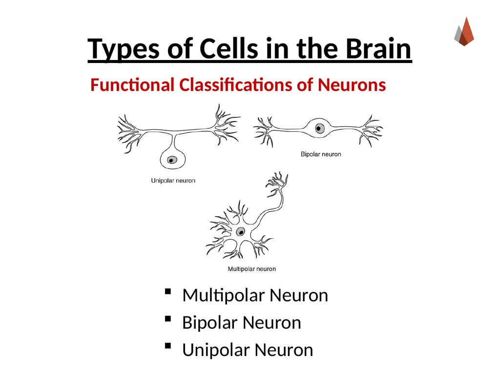 Neurons [Professor Name] [Class and Section - slide 12 of 37