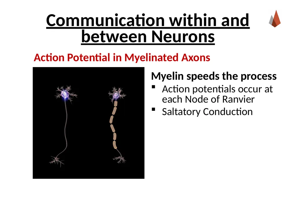 Neurons [Professor Name] [Class and Section - slide 27 of 37