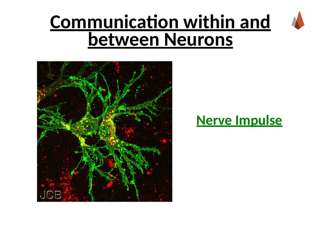 Neurons [Professor Name] [Class and Section - slide 26 of 37
