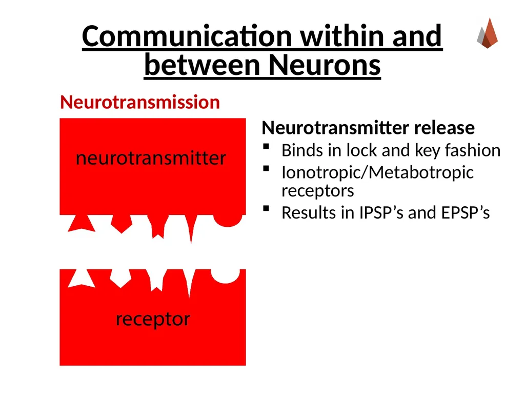 Neurons [Professor Name] [Class and Section - slide 31 of 37