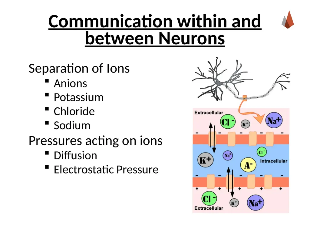 Neurons [Professor Name] [Class and Section - slide 17 of 37