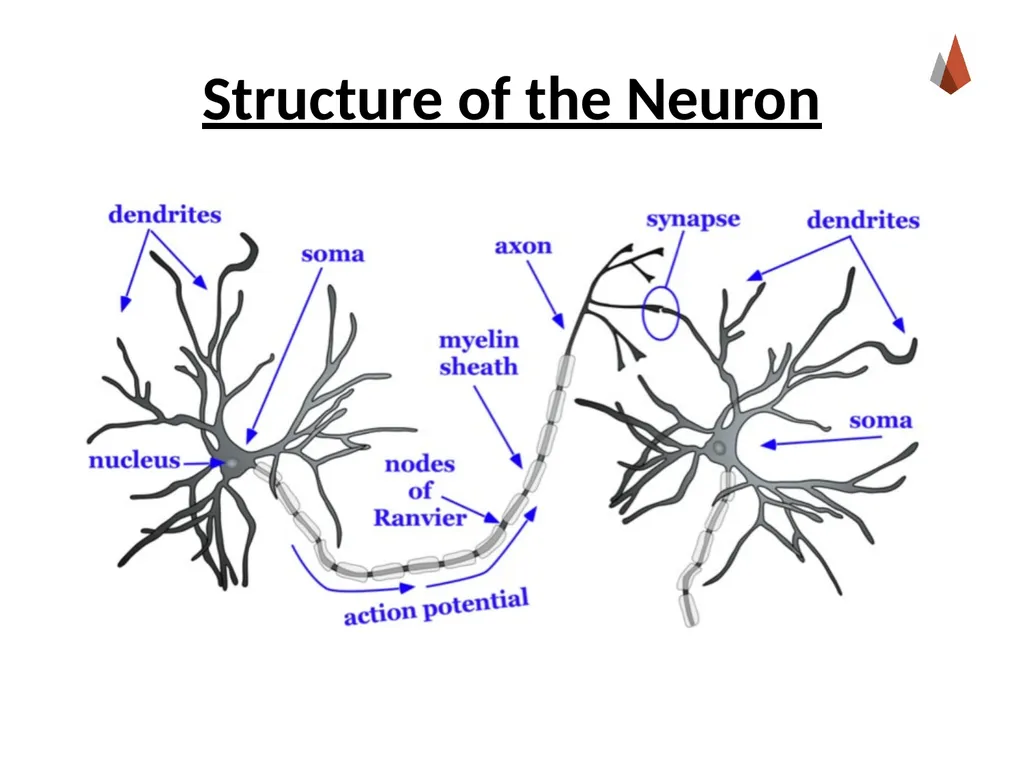 Neurons [Professor Name] [Class and Section - slide 7 of 37
