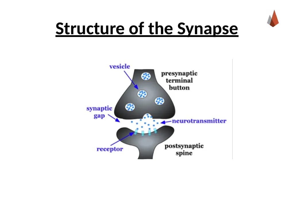 Neurons [Professor Name] [Class and Section - slide 8 of 37